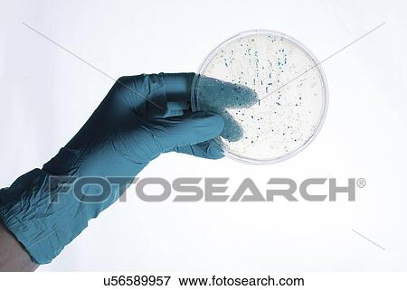 Stock Photo - Colonies growing in Petri dish.. Fotosearch