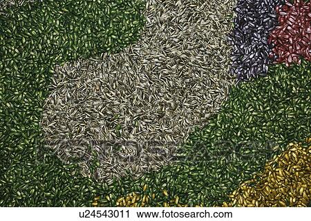 Stock Image - Colourful sunflower seeds.. Fotosearch
