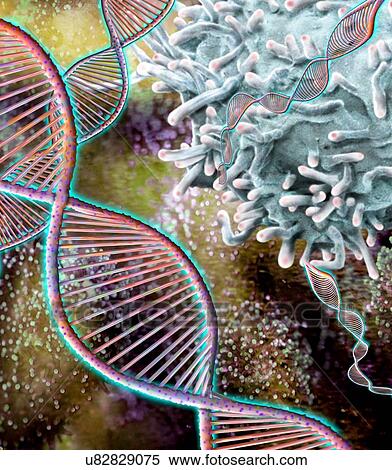 Combination computer generated image (CGI) with scanning electron microscopy (SEM) showing DNA molecules and a T lymphocyte. The molecules of DNA (deoxyribonucleic acid) consists of a long double helix of phosphates and sugars, connected by pairs of... View Large Photo Image Stock Photography - Combination computer generated image (CGI) with scanning electron microscopy (SEM) showing DNA molecules and a T lymphocyte. The molecules of DNA (deoxyribonucleic acid) consists of a long double helix of phosphates and sugars, connected by pairs of.... Fotosearch