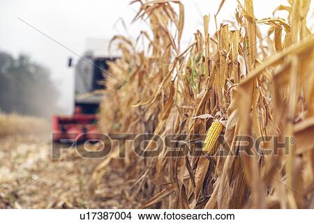 Combine harvester harvesting corn crop. View Large Photo Image Picture - Combine harvester harvesting corn crop.. Fotosearch