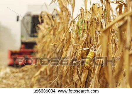Picture - Combine harvester harvesting corn crop.. Fotosearch