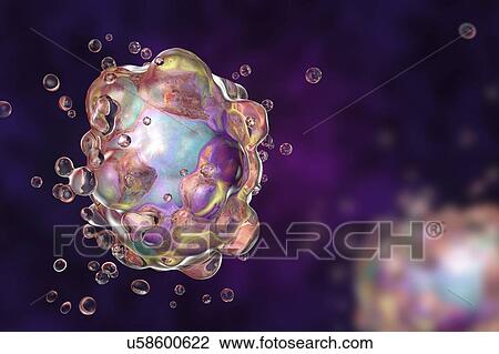 Computer illustration of a cell in the early stages of programmed cell death, or apoptosis. Apoptosis occurs when a cell becomes old or damaged. The cell becomes spherical as its cytoskeleton, which holds cell shape, is digested, and blebs (vesicles)... View Large Photo Image Stock Image - Computer illustration of a cell in the early stages of programmed cell death, or apoptosis. Apoptosis occurs when a cell becomes old or damaged. The cell becomes spherical as its cytoskeleton, which holds cell shape, is digested, and blebs (vesicles).... Fotosearch
