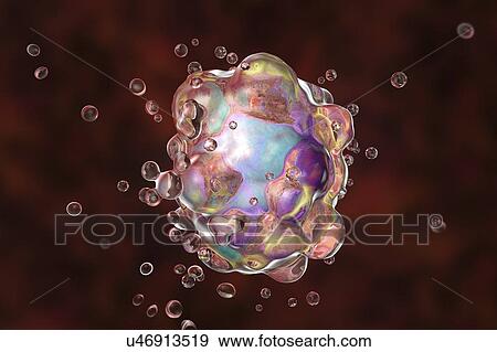 Stock Photo - Computer illustration of a cell in the early stages of programmed cell death, or apoptosis. Apoptosis occurs when a cell becomes old or damaged. The cell becomes spherical as its cytoskeleton, which holds cell shape, is digested, and blebs (vesicles).... Fotosearch