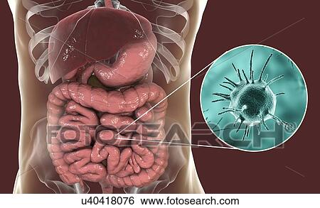 Stock Photograph - Computer illustration of abstract pathogenic microorganisms in human large intestine.. Fotosearch