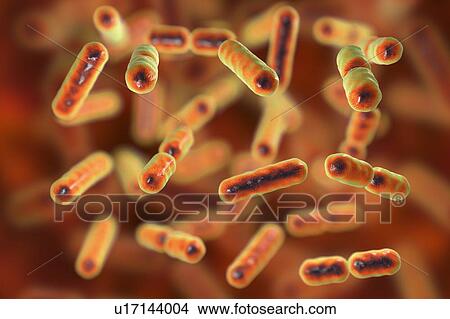 Picture - Computer illustration of Bacteroides sp. bacteria. These are rod shaped, obligate anaerobic, Gram-negative, saccharolytic bacteria. Bacteroides are the most common bacteria found in the human intestinal tract. They are involved in many important.... Fotosearch