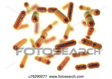 Stock Photo - Computer illustration of Bacteroides sp. bacteria. These are rod shaped, obligate anaerobic, Gram-negative, saccharolytic bacteria. Bacteroides are the most common bacteria found in the human intestinal tract. They are involved in many important.... Fotosearch