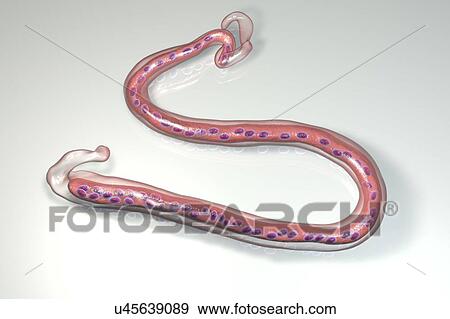 Stock Photo - Computer illustration of Brugia malayi a parasitic nematode worm and cause of human lymphatic filariasis (elephantiasis). Brugia malayi is one of five types of nematode worm which cause human filariasis. They are spread by blood- sucking insects. The.... Fotosearch