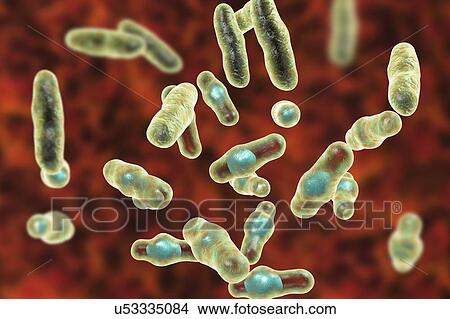 Computer illustration of Clostridium perfringens. These are Gram-positive, endospore-forming, rod-shaped bacteria. Vegetative and spore stages. This bacterium frequently occurs in the intestines of humans and many domestic and feral animals. Food... View Large Photo Image Picture - Computer illustration of Clostridium perfringens. These are Gram-positive, endospore-forming, rod-shaped bacteria. Vegetative and spore stages. This bacterium frequently occurs in the intestines of humans and many domestic and feral animals. Food.... Fotosearch