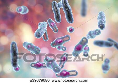 Stock Image - Computer illustration of Clostridium perfringens. These are Gram-positive, endospore-forming, rod-shaped bacteria. Vegetative and spore stages. This bacterium frequently occurs in the intestines of humans and many domestic and feral animals. Food.... Fotosearch