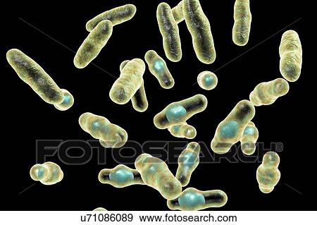 Computer illustration of Clostridium perfringens. These are Gram-positive, endospore-forming, rod-shaped bacteria. Vegetative and spore stages. This bacterium frequently occurs in the intestines of humans and many domestic and feral animals. Food... View Large Photo Image Stock Photo - Computer illustration of Clostridium perfringens. These are Gram-positive, endospore-forming, rod-shaped bacteria. Vegetative and spore stages. This bacterium frequently occurs in the intestines of humans and many domestic and feral animals. Food.... Fotosearch