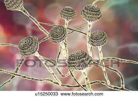 Stock Image - Computer illustration of fruiting bodies (conidiophores) and hyphae of the fungus Aspergillus fumigatus. A. fumigatus is a widely distributed saprophyte which grows on household dust, soil, and decaying vegetable matter, including stale food, hay and.... Fotosearch