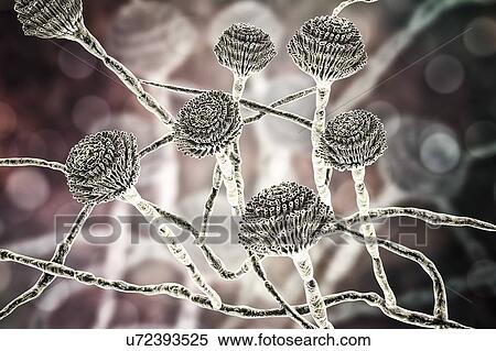 Stock Photography - Computer illustration of fruiting bodies (conidiophores) and hyphae of the fungus Aspergillus fumigatus. A. fumigatus is a widely distributed saprophyte which grows on household dust, soil, and decaying vegetable matter, including stale food, hay and.... Fotosearch