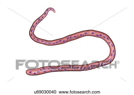 Stock Image - Computer illustration of Mansonella streptocerca, a roundworm nematode that causes streptocerciasis (subcutaneous filariasis). Note the absence of a sheath around the worm and tail nuclei extending to the tail tip with a hook.. Fotosearch