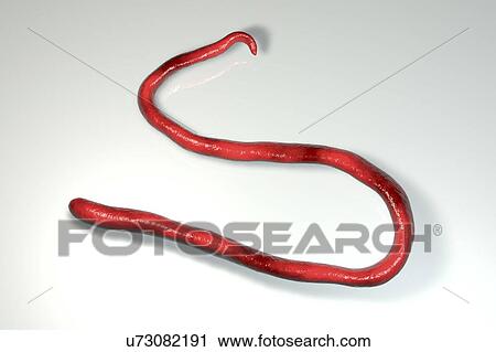 Computer illustration of Mansonella streptocerca, a roundworm nematode that causes streptocerciasis (subcutaneous filariasis). Note the absence of a sheath around the worm and tail nuclei extending to the tail tip with a hook. View Large Photo Image Stock Image - Computer illustration of Mansonella streptocerca, a roundworm nematode that causes streptocerciasis (subcutaneous filariasis). Note the absence of a sheath around the worm and tail nuclei extending to the tail tip with a hook.. Fotosearch