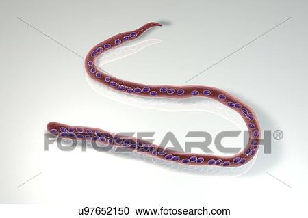 Stock Image - Computer illustration of Mansonella ozzardi, a roundworm nematode that causes serous cavity filariasis and keratitis in humans. Note the absence of a sheath around the worm and tail nuclei that do not extend to the tail tip.. Fotosearch