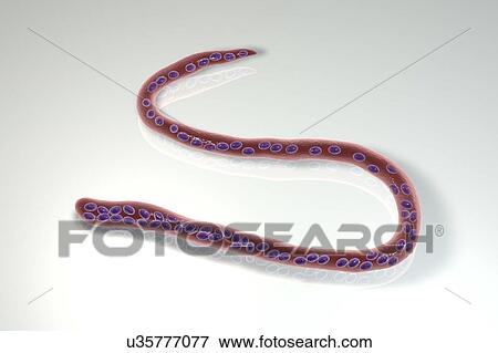 Computer illustration of Mansonella perstans, a roundworm nematode that causes serous cavity filariasis in humans. Note the absence of a sheath around the worm and tail nuclei extending to the tail tip. View Large Photo Image Stock Photo - Computer illustration of Mansonella perstans, a roundworm nematode that causes serous cavity filariasis in humans. Note the absence of a sheath around the worm and tail nuclei extending to the tail tip.. Fotosearch