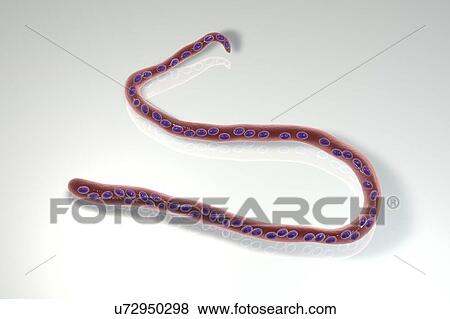Stock Photo - Computer illustration of Mansonella streptocerca, a roundworm nematode that causes streptocerciasis (subcutaneous filariasis). Note the absence of a sheath around the worm and tail nuclei extending to the tail tip with a hook.. Fotosearch