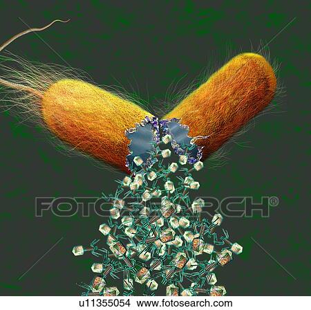 Picture - Computer illustration of T-bacteriophages, or phages, leaving a bacterium. Phages are viruses that infect bacteria. T-phages consist of an icosahedral (20-sided) head, which contains the genetic material (either DNA or RNA), and a thick tail with.... Fotosearch