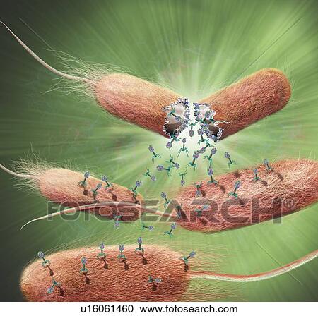 Stock Image - Computer illustration of T-bacteriophages, or phages, leaving bacteria. Phages are viruses that infect bacteria. T-phages consist of an icosahedral (20-sided) head, which contains the genetic material (either DNA or RNA), and a thick tail with several.... Fotosearch