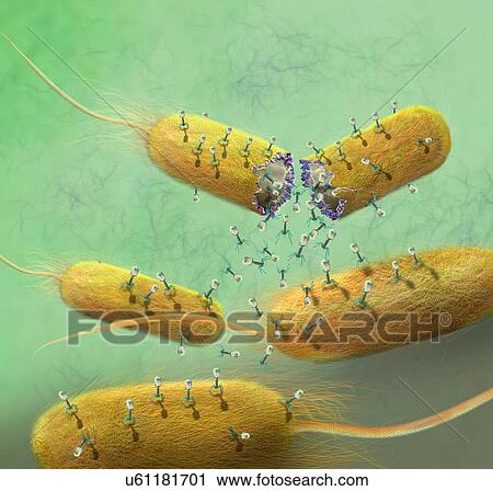 Stock Image - Computer illustration of T-bacteriophages, or phages, leaving bacteria. Phages are viruses that infect bacteria. T-phages consist of an icosahedral (20-sided) head, which contains the genetic material (either DNA or RNA), and a thick tail with several.... Fotosearch
