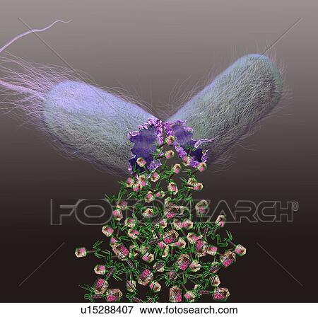 Computer illustration of T-bacteriophages, or phages, leaving a bacterium. Phages are viruses that infect bacteria. T-phages consist of an icosahedral (20-sided) head, which contains the genetic material (either DNA or RNA), and a thick tail with... View Large Photo Image Stock Photo - Computer illustration of T-bacteriophages, or phages, leaving a bacterium. Phages are viruses that infect bacteria. T-phages consist of an icosahedral (20-sided) head, which contains the genetic material (either DNA or RNA), and a thick tail with.... Fotosearch