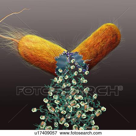Computer illustration of T-bacteriophages, or phages, leaving a bacterium. Phages are viruses that infect bacteria. T-phages consist of an icosahedral (20-sided) head, which contains the genetic material (either DNA or RNA), and a thick tail with... View Large Photo Image Stock Photo - Computer illustration of T-bacteriophages, or phages, leaving a bacterium. Phages are viruses that infect bacteria. T-phages consist of an icosahedral (20-sided) head, which contains the genetic material (either DNA or RNA), and a thick tail with.... Fotosearch