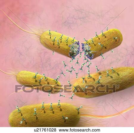 Stock Photo - Computer illustration of T-bacteriophages, or phages, leaving bacteria. Phages are viruses that infect bacteria. T-phages consist of an icosahedral (20-sided) head, which contains the genetic material (either DNA or RNA), and a thick tail with several.... Fotosearch