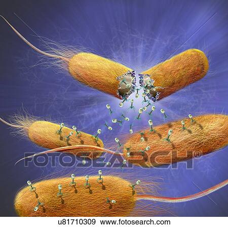 Stock Photo - Computer illustration of T-bacteriophages, or phages, leaving bacteria. Phages are viruses that infect bacteria. T-phages consist of an icosahedral (20-sided) head, which contains the genetic material (either DNA or RNA), and a thick tail with several.... Fotosearch