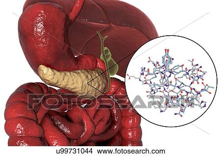 Computer illustration of the human digestive system with highlighted pancreas, and a molecular model of insulin. Insulin is an enzyme produced by the pancreas. View Large Photo Image Picture - Computer illustration of the human digestive system with highlighted pancreas, and a molecular model of insulin. Insulin is an enzyme produced by the pancreas.. Fotosearch