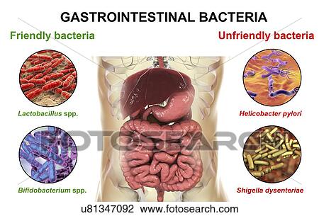 Computer illustration of the human digestive system and a close-up view of bacteria found or infecting intestine. Some bacteria, such as Lactobacillus and Bifidobacterium, have beneficial functions and are part of normal microbiota. Others, such as... View Large Photo Image Stock Image - Computer illustration of the human digestive system and a close-up view of bacteria found or infecting intestine. Some bacteria, such as Lactobacillus and Bifidobacterium, have beneficial functions and are part of normal microbiota. Others, such as.... Fotosearch