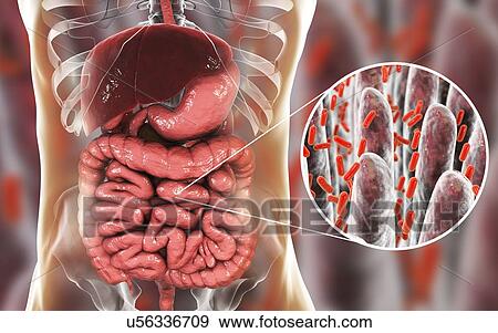 Stock Photo - Computer illustration of the human digestive system and a close-up view of bacteria found in the intestines.. Fotosearch