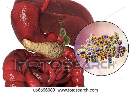 Stock Photo - Computer illustration of the human digestive system with highlighted pancreas, and a molecular model of insulin. Insulin is an enzyme produced by the pancreas.. Fotosearch
