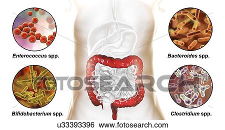 Stock Photograph - Computer illustration of the human digestive system and a close-up view of bacteria found in the large intestine.. Fotosearch