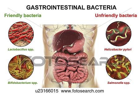 Stock Photography - Computer illustration of the human digestive system and bacteria found in it. Some bacteria, such as Lactobacillus and Bifidobacterium, have beneficial functions and are part of normal microbiota. Others, such as Helicobacter pylori and Salmonella,.... Fotosearch