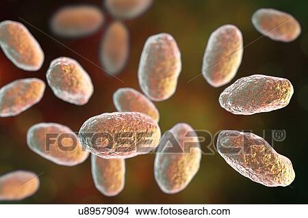 Computer illustration of the rod-shaped bacteria Yersinia pseudotuberculosis (Gram negative), an enterobacteria and the causative agent of Far East scarlet-like fever in humans. By symptoms it is similar to infection caused by Yersinia enterocolitica... View Large Photo Image Picture - Computer illustration of the rod-shaped bacteria Yersinia pseudotuberculosis (Gram negative), an enterobacteria and the causative agent of Far East scarlet-like fever in humans. By symptoms it is similar to infection caused by Yersinia enterocolitica.... Fotosearch
