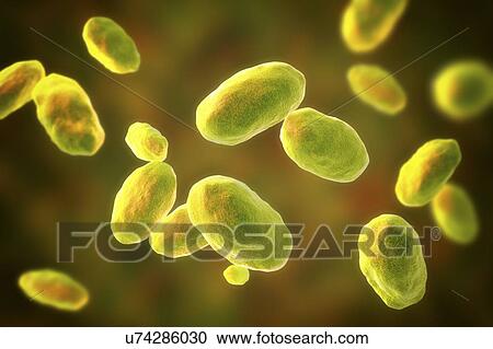 Computer illustration of the rod-shaped bacteria Yersinia enterocolitica (Gram negative), an enterobacteria. may cause enteritis, an inflammation of the small intestines accompanied by abdominal pain, fever, vomiting and diarrhoea. It is thought to... View Large Photo Image Stock Image - Computer illustration of the rod-shaped bacteria Yersinia enterocolitica (Gram negative), an enterobacteria. may cause enteritis, an inflammation of the small intestines accompanied by abdominal pain, fever, vomiting and diarrhoea. It is thought to.... Fotosearch