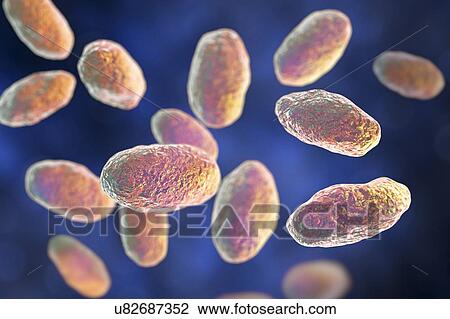 Computer illustration of the rod-shaped bacteria Yersinia pseudotuberculosis (Gram negative), an enterobacteria and the causative agent of Far East scarlet-like fever in humans. By symptoms it is similar to infection caused by Yersinia enterocolitica... View Large Photo Image Stock Image - Computer illustration of the rod-shaped bacteria Yersinia pseudotuberculosis (Gram negative), an enterobacteria and the causative agent of Far East scarlet-like fever in humans. By symptoms it is similar to infection caused by Yersinia enterocolitica.... Fotosearch