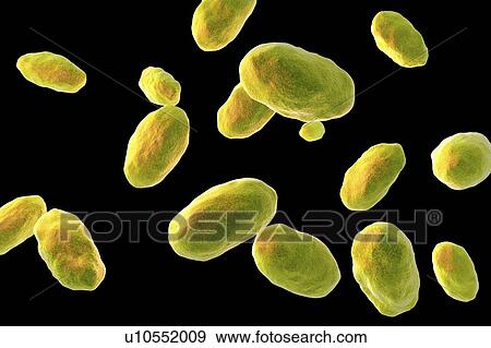 Computer illustration of the rod-shaped bacteria Yersinia enterocolitica (Gram negative), an enterobacteria. may cause enteritis, an inflammation of the small intestines accompanied by abdominal pain, fever, vomiting and diarrhoea. It is thought to... View Large Photo Image Stock Photo - Computer illustration of the rod-shaped bacteria Yersinia enterocolitica (Gram negative), an enterobacteria. may cause enteritis, an inflammation of the small intestines accompanied by abdominal pain, fever, vomiting and diarrhoea. It is thought to.... Fotosearch