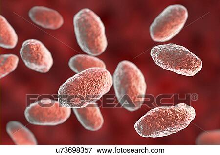 Stock Photo - Computer illustration of the rod-shaped bacteria Yersinia pseudotuberculosis (Gram negative), an enterobacteria and the causative agent of Far East scarlet-like fever in humans. By symptoms it is similar to infection caused by Yersinia enterocolitica.... Fotosearch