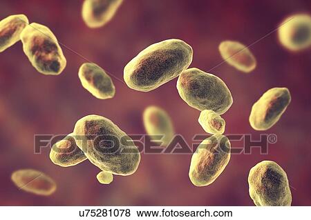 Stock Photo - Computer illustration of the rod-shaped bacteria Yersinia enterocolitica (Gram negative), an enterobacteria. may cause enteritis, an inflammation of the small intestines accompanied by abdominal pain, fever, vomiting and diarrhoea. It is thought to.... Fotosearch
