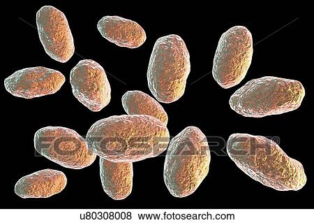 Stock Photo - Computer illustration of the rod-shaped bacteria Yersinia pseudotuberculosis (Gram negative), an enterobacteria and the causative agent of Far East scarlet-like fever in humans. By symptoms it is similar to infection caused by Yersinia enterocolitica.... Fotosearch