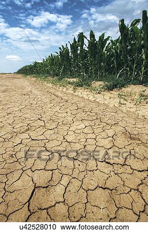 Corn crop growing in drought conditions. View Large Photo Image Stock Image - Corn crop growing in drought conditions.. Fotosearch