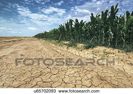 Corn crop growing in drought conditions. View Large Photo Image Stock Image - Corn crop growing in drought conditions.. Fotosearch