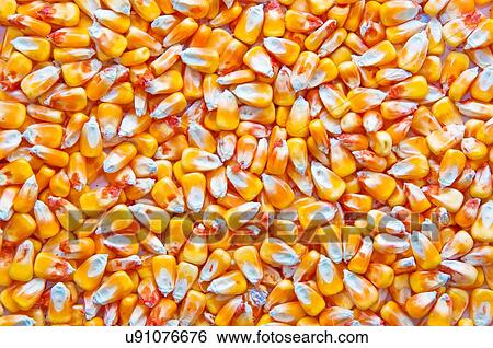 Corn kernels. View Large Photo Image Stock Photograph - Corn kernels.. Fotosearch