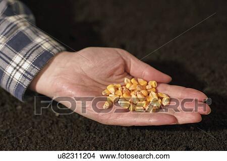 Corn seed in female farmer's hand. View Large Photo Image Picture - Corn seed in female farmer's hand.. Fotosearch