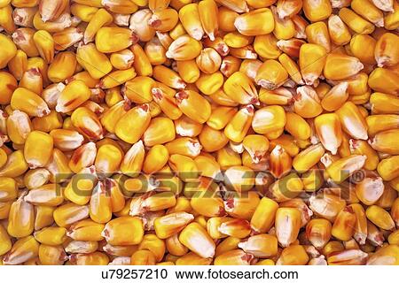 Stock Image - Corn seed.. Fotosearch