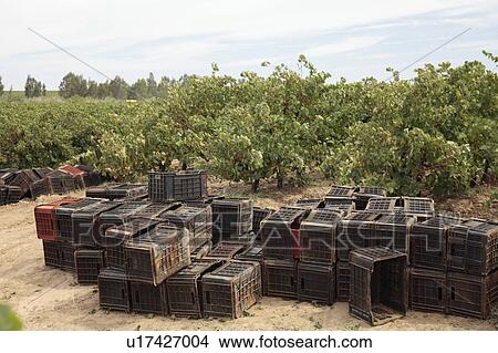 Picture - Crates for wine production near the Olifants River irrigation system, near Klawer, Western Cape, South Africa.. Fotosearch