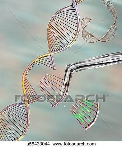 Picture - CRISPR gene editing, conceptual computer illustration. The CRISPR-CAS9 protein is used to cut a DNA (deoxyribonucleic acid) molecule at a specific site. The DNA molecule can then be modified.. Fotosearch