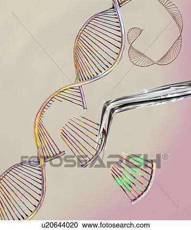 Stock Image - CRISPR gene editing, conceptual computer illustration. The CRISPR-CAS9 protein is used to cut a DNA (deoxyribonucleic acid) molecule at a specific site. The DNA molecule can then be modified.. Fotosearch