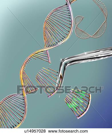 Stock Photo - CRISPR gene editing, conceptual computer illustration. The CRISPR-CAS9 protein is used to cut a DNA (deoxyribonucleic acid) molecule at a specific site. The DNA molecule can then be modified.. Fotosearch